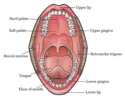 Anatomy of a Human Mouth